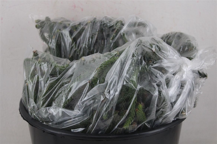 <h4>Araucaria Naturel P Bag</h4>