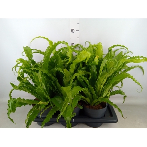Asplenium antiquum 'Osaka'