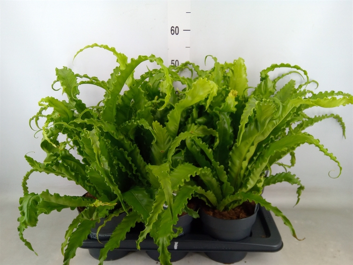 <h4>Asplenium antiquum 'Osaka'</h4>