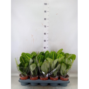 Maranta leuc. 'Lemon'