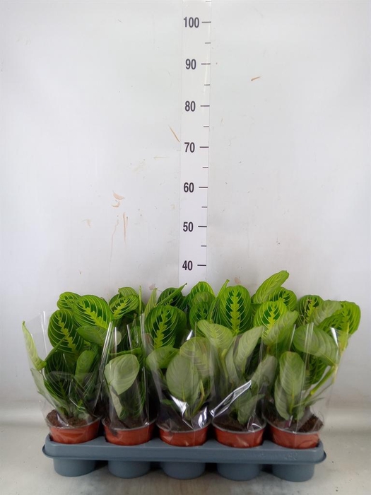 <h4>Maranta leuc. 'Lemon'</h4>