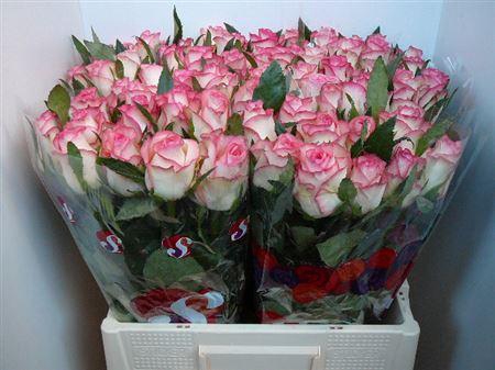 <h4>R Gr Jumilia</h4>