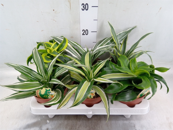 <h4>Dracaena   ...mix</h4>