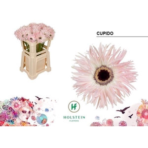 GE GS B GERSP CUPIDO#