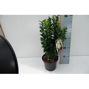 Euonymus jap Paloma Blanca