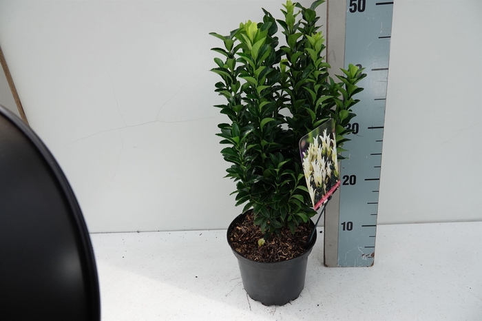 <h4>Euonymus jap Paloma Blanca</h4>