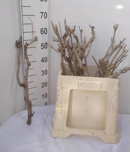 <h4>SERINGENSTRONK</h4>