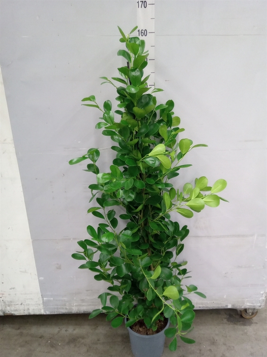 <h4>Ficus microcarpa 'Moclame'</h4>