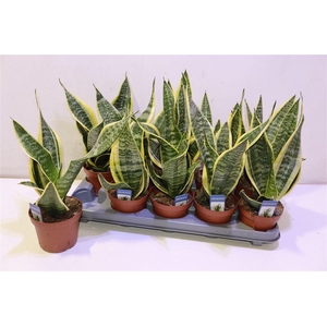 arr8 Sansev Futura Superb