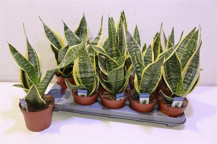 <h4>Sansev Futura Superb</h4>