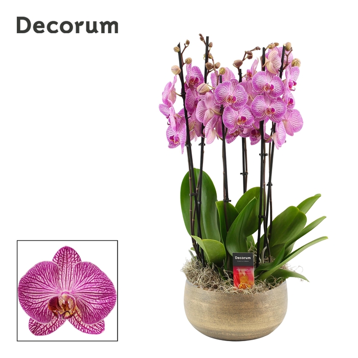 <h4>PHAL OV PAARS</h4>