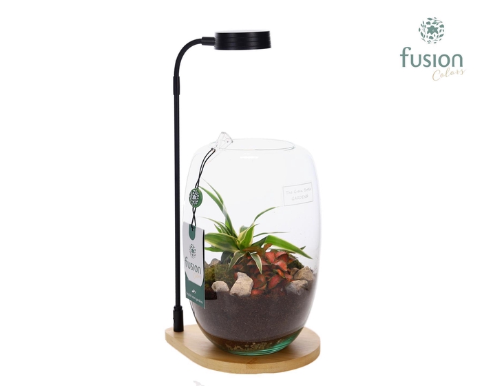 <h4>Bamboe plateau met LED licht lamp en vaas en Groen planten</h4>