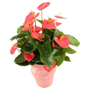 Anthurium XL.31 Arisa Pink 24cm met lage sierhoes