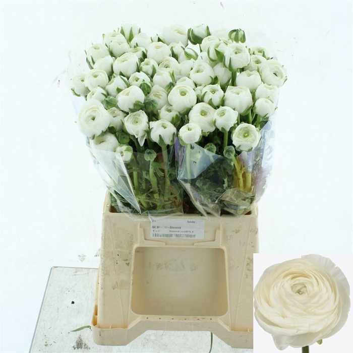 <h4>RAN SU NIVEO</h4>