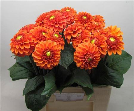 <h4>Dahl Bright Orange</h4>