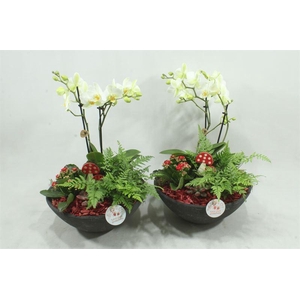 arr2 SPP PE012 EBBI MED RED
