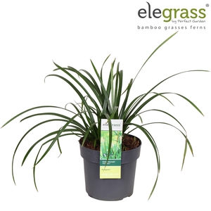 Carex Irish Green P19 - Elegrass