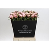 Paeonia Marguerite Gerard