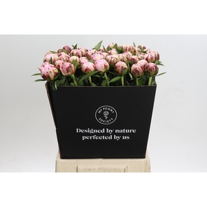 Paeonia Marguerite Gerard