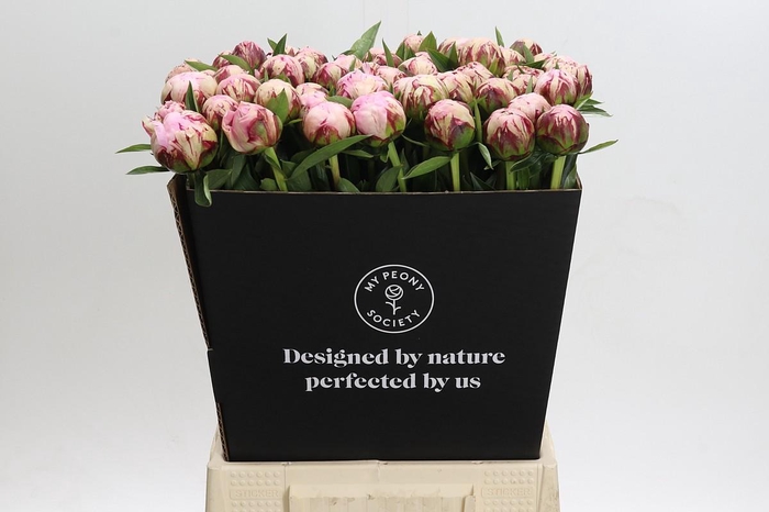 <h4>Paeonia Marguerite Gerard</h4>