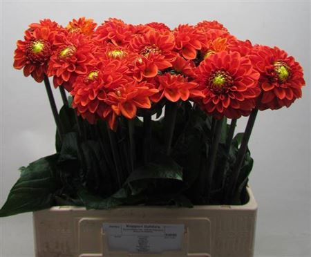 <h4>Dahl Ball Orange Fox</h4>