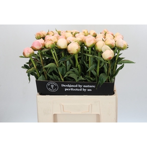 Paeonia In Full Sail