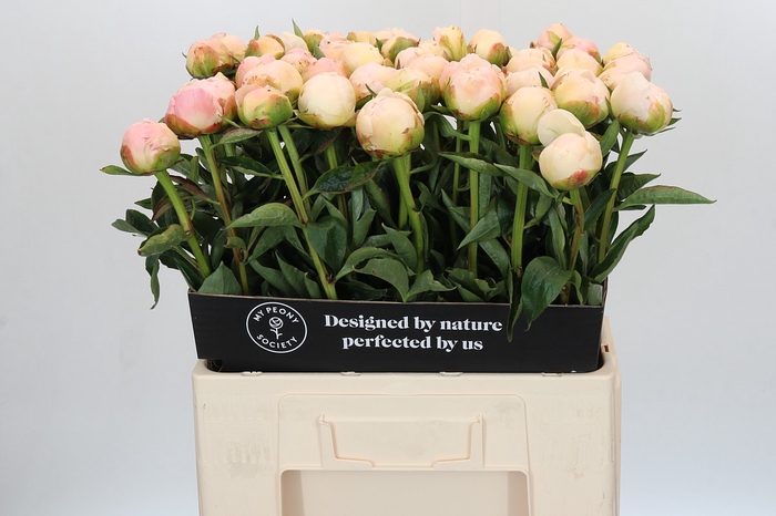 Paeonia In Full Sail