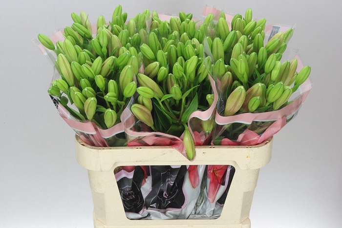 <h4>Lil La Brindisi</h4>