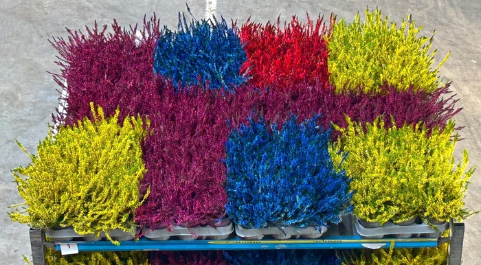 <h4>CALLU KLB MIXK H%</h4>