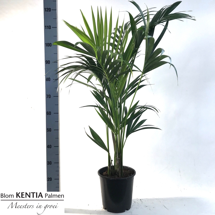<h4>HOWEA FORSTERIANA</h4>