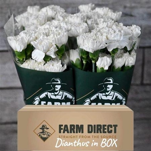 Di St Moon Light Box