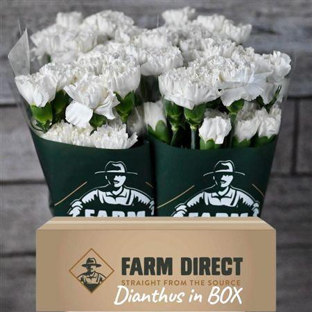 <h4>Di St Moon Light Box</h4>