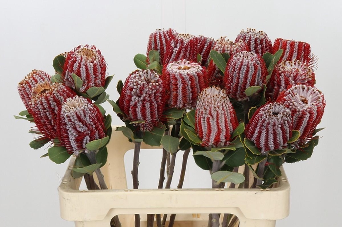 <h4>Banksia Coccinea</h4>