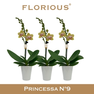 No9 Phalanopsis 1 Tak Geel+Deco