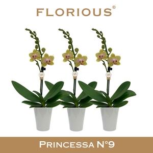 No9 Phalanopsis 1 Tak Geel+Deco