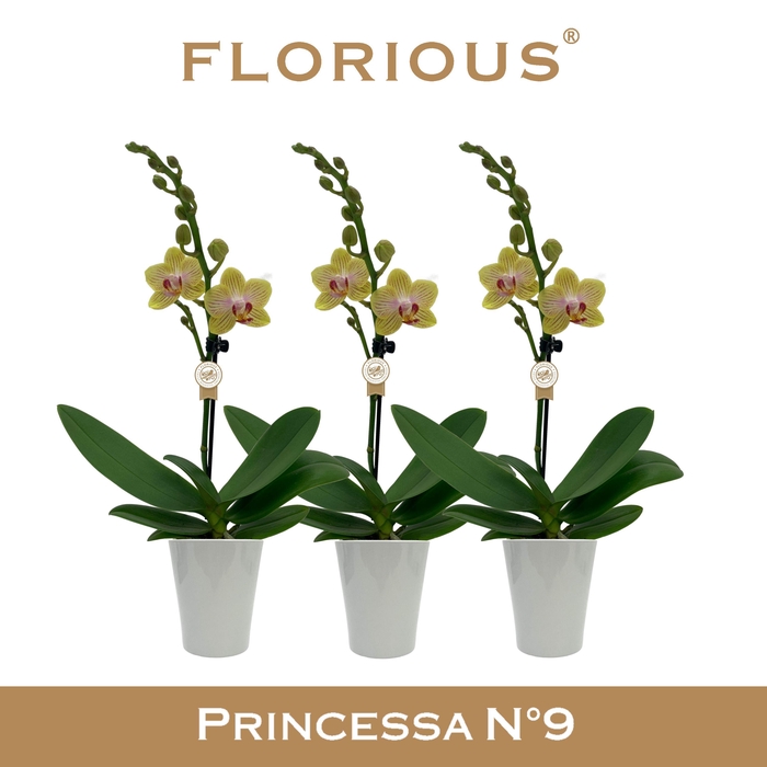 <h4>No9 Phalanopsis 1 Tak Geel+Deco</h4>