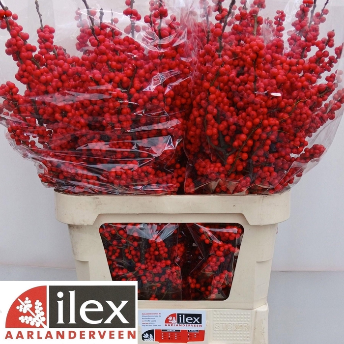 <h4>ILEX VE RODE BES</h4>