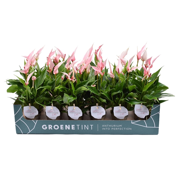 <h4>Anthurium Lilli 7 cm</h4>