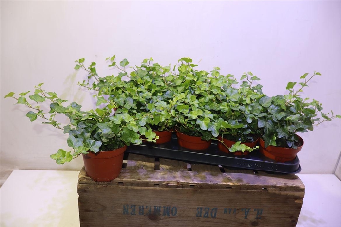 <h4>arr8 Hed He Wonder</h4>