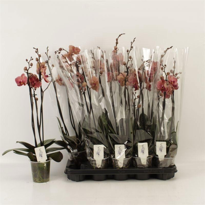 <h4>PHAL AN NARBONNE</h4>