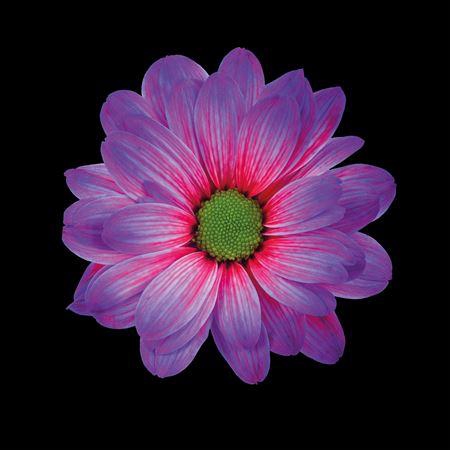 <h4>Chr T Kennedy Expression</h4>