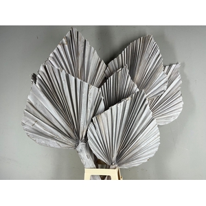 DF Palm Spear King Whitewash