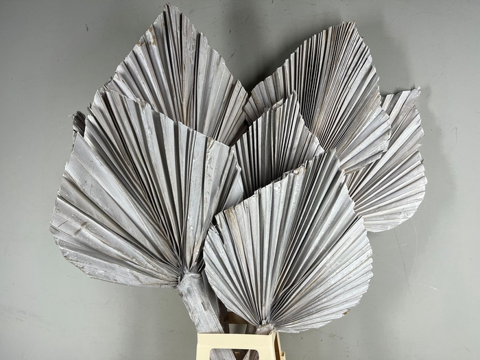 DF Palm Spear King Whitewash