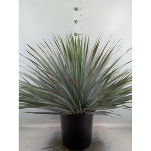 Yucca rostrata