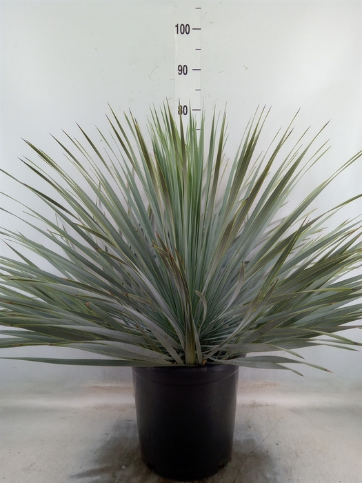 <h4>Yucca rostrata</h4>