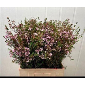 Chame Un Early Nir Pink