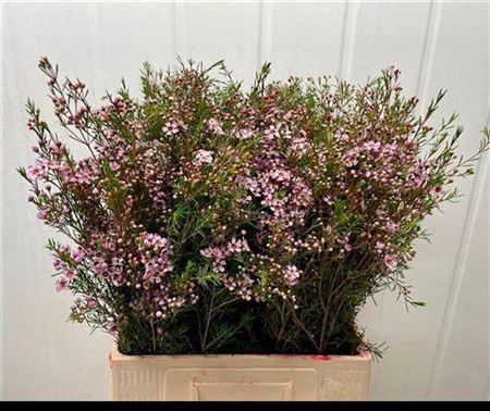 <h4>Chame Un Early Nir Pink</h4>