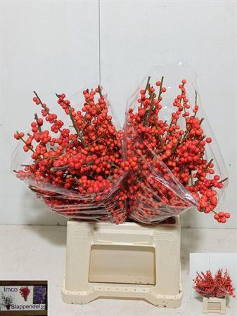 <h4>Ilex Ve Rode Bes</h4>