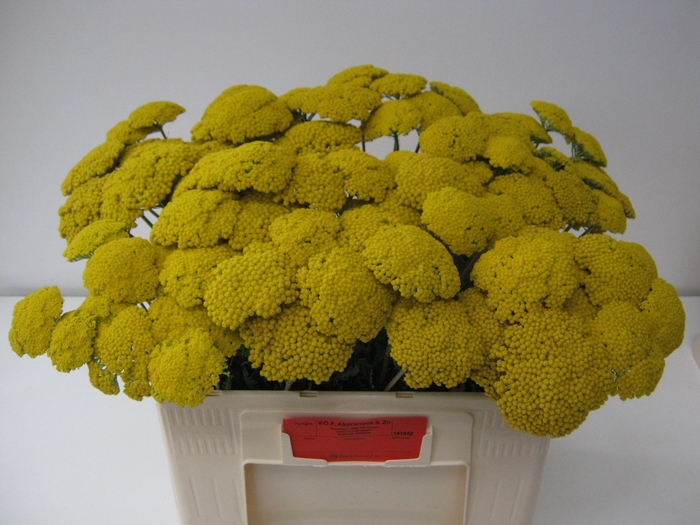 <h4>ACHIL F PARK VARIETY</h4>