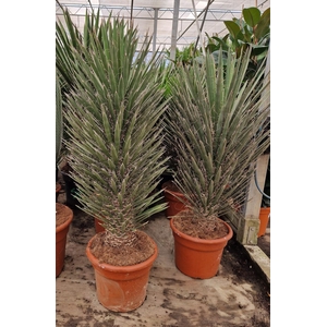 YUCCA